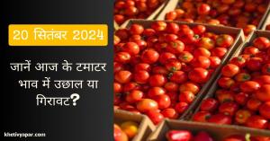 Tomato market price today price in Uttar Pradesh, Punjab, and Rajasthan on (20 September 2024)